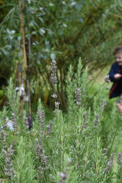 Tall lavender plants dominate the foreground, with our willow dome in the background. In the middle, two school pupils are running