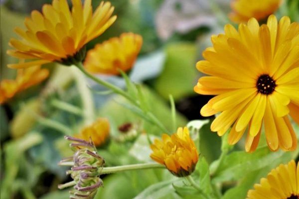 Embrace nature this world Mental Health Day