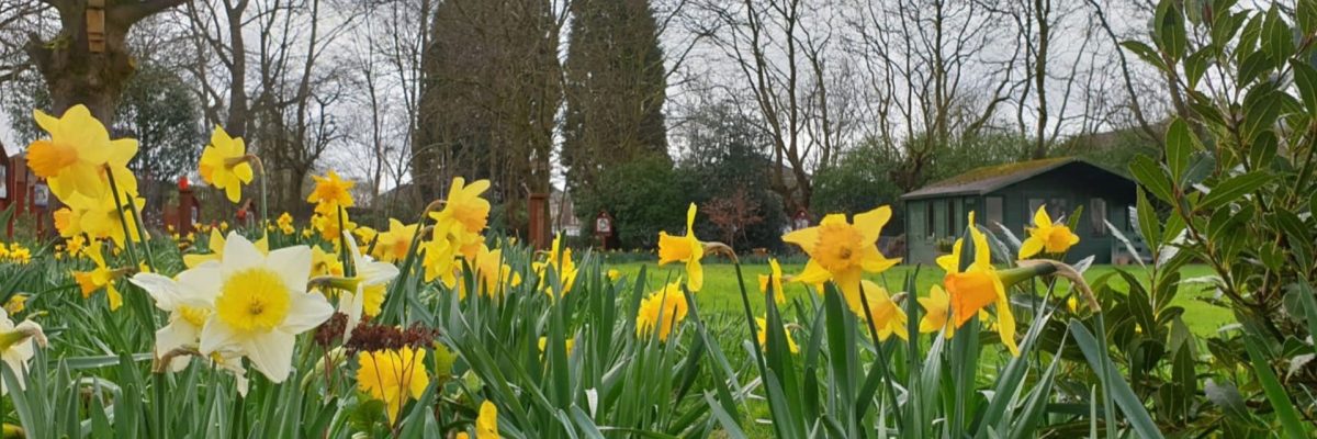 Photo of daffodils in the parish of The Sacred Heart and St Francis