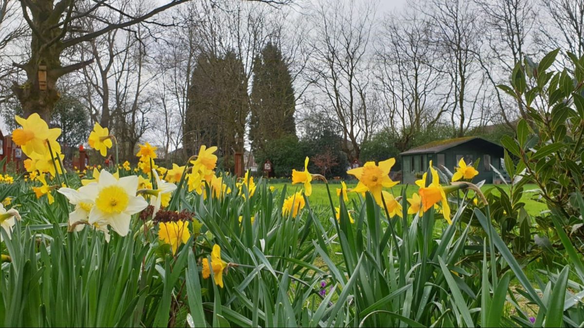 Photo of daffodils in the parish of The Sacred Heart and St Francis