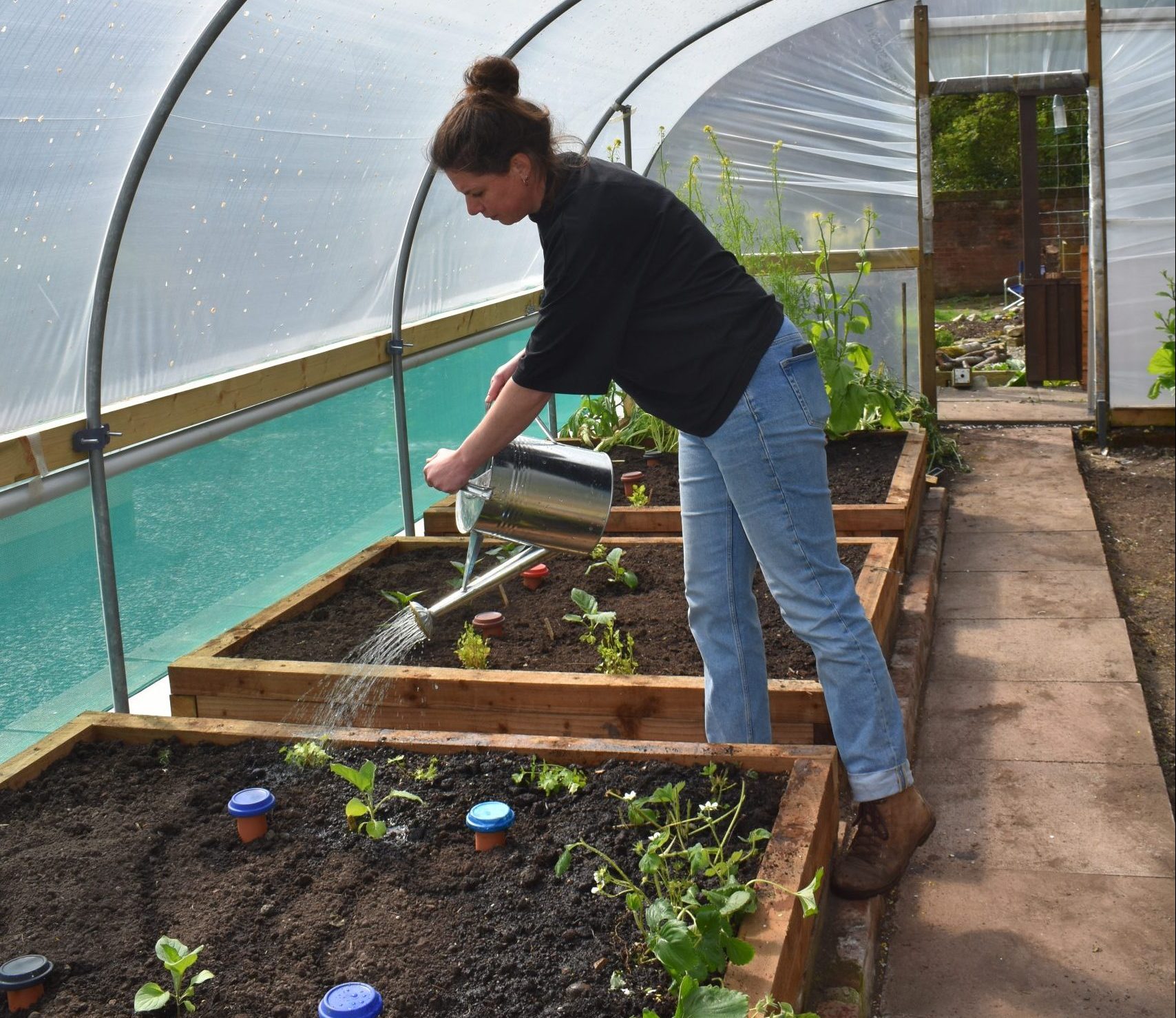 Photo of Sarah watering plants in the polytunnel