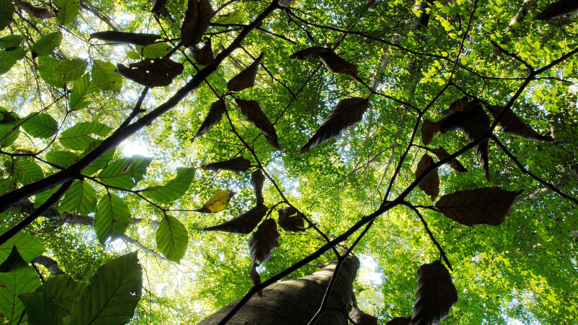 Woodland project receives 30 000 funding boost laudato si centre