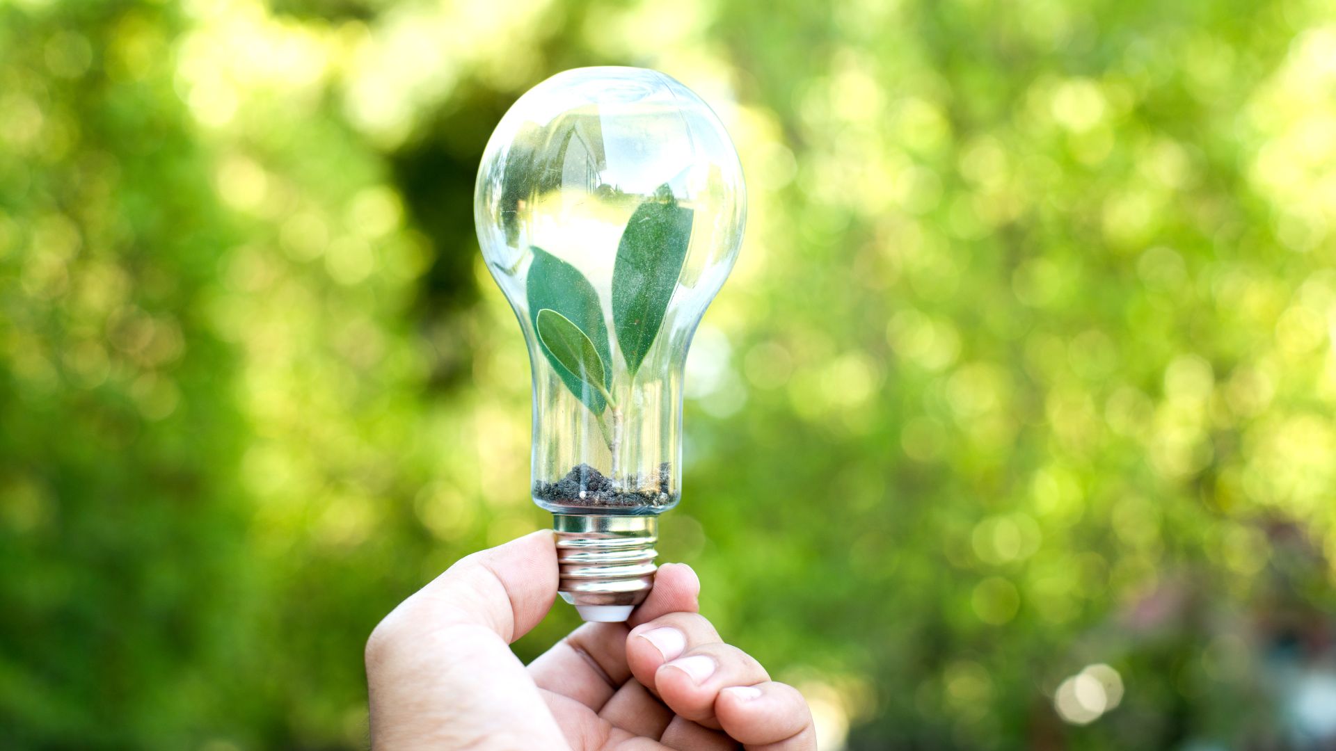 Person holding a lightbulb with a small plant growing inside