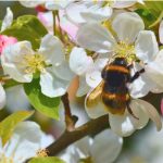 World Bee Day celebration