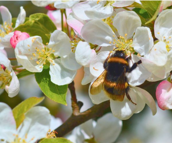 World Bee Day celebration