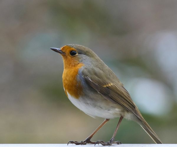 Garden Birdwatch